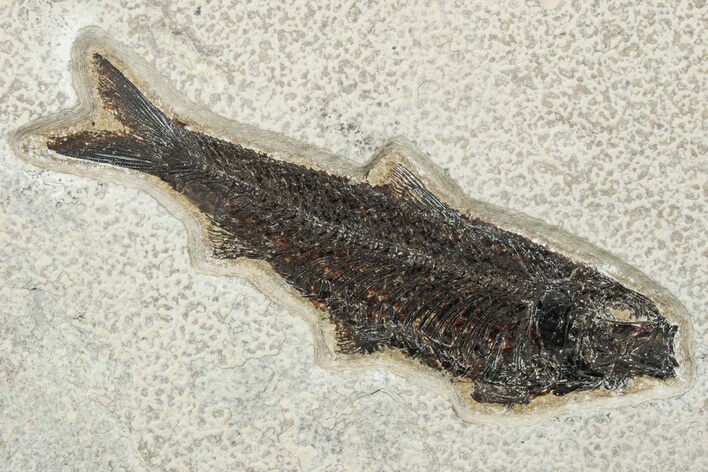 Fossil Fish (Knightia) - Huge For Species #233873